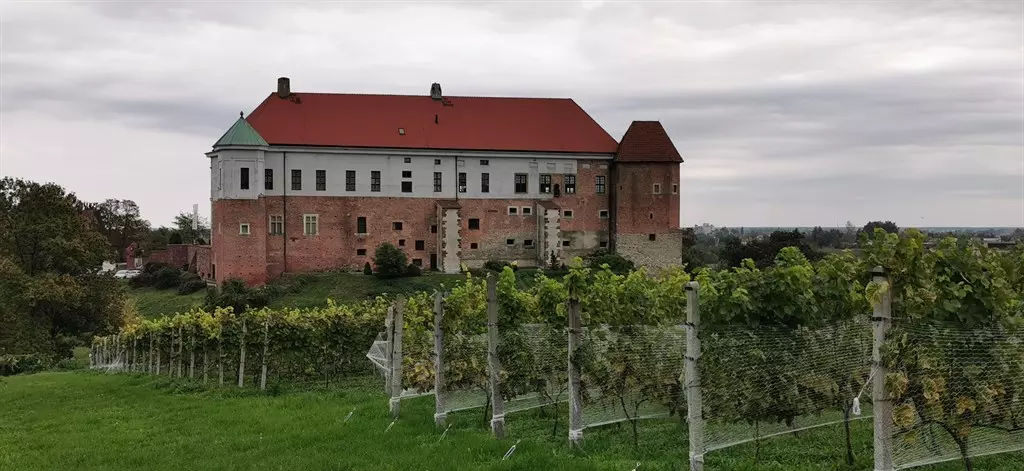  Zamek w Sandomierzu z winnicą